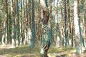 Танцующий лес.