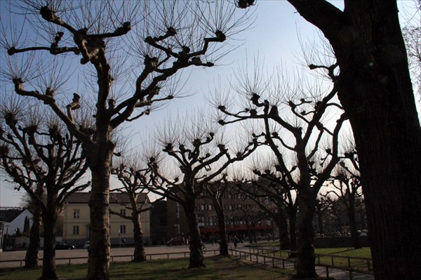Стремные деревья на центральной площади Лунда