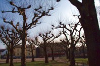 Стремные деревья на центральной площади Лунда-город Лунд