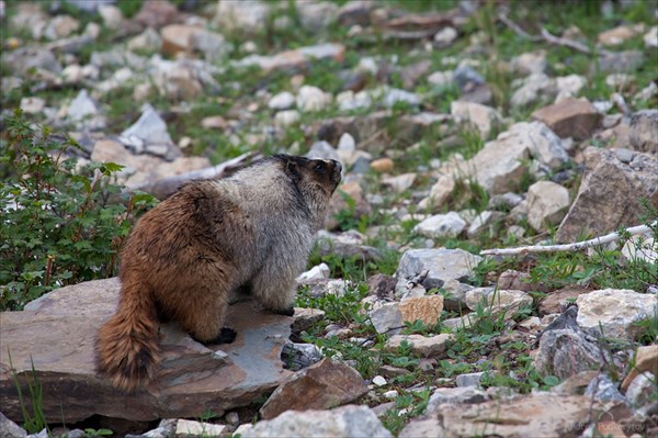 Сурок (Marmot)