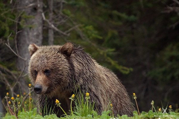 Grizzly bear