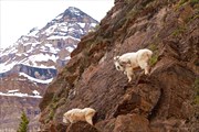 Горный козёл (mountain goat)