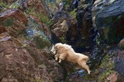 Горный козёл (mountain goat)