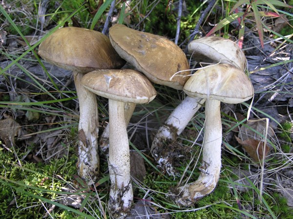 Белые грибы попадаются редко.