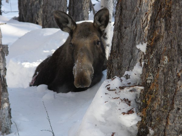 Матуха высший сорт