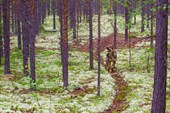 Оленьи тропы и море ягеля
