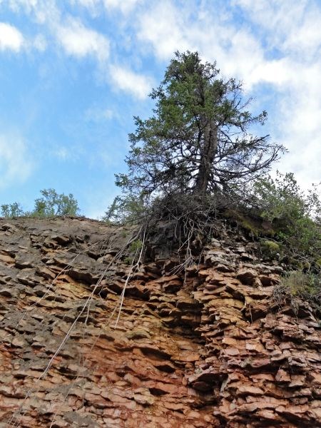 Ель спускает корни до воды