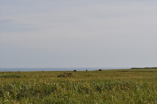 Лошади у океана