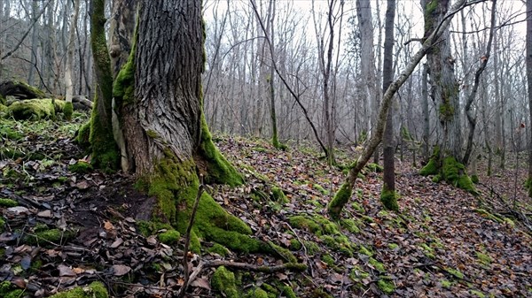Замшелые деревья