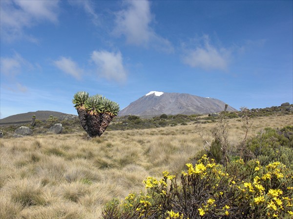 Килиманджаро 2009 январь