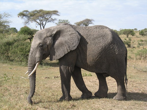 Килиманджаро 2009 январь