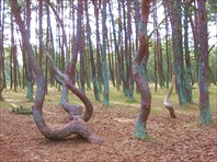 "Танцующий лес". По одной из версий - там аномальная зона-Национальный парк Куршская Коса