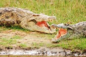 Крокодилы отдыхают