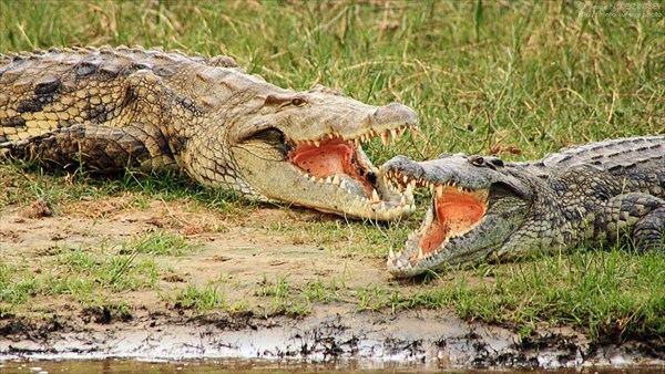 Крокодилы отдыхают