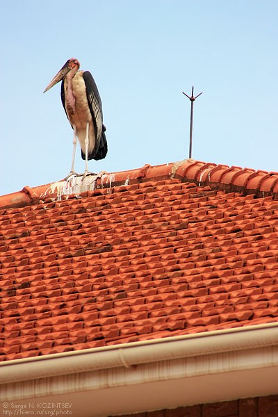 Марабу на крыше здания