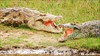 на фото: Крокодилы отдыхают