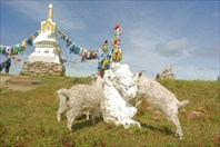 Из Тувы в Монголию