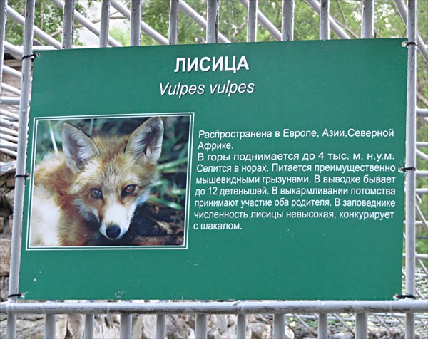 213-Лисица