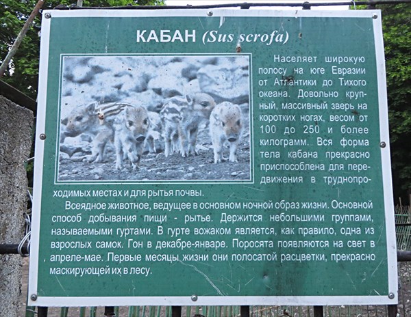 222-Кабан