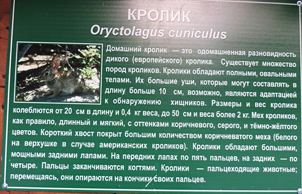 224-Кролик
