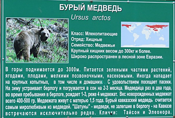 226-Медведь