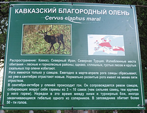 230-Олень
