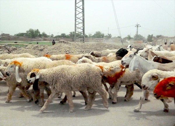 Прямо по шоссе гонят овец,...