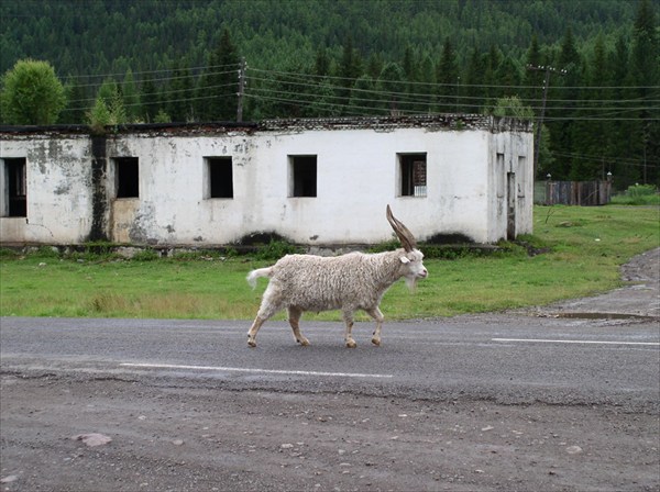 Понравившийся Юре козёл.