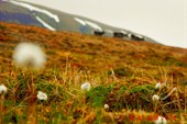 Eriophorum scheuchzeri arcticum and deers