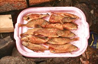 наш улов ... и это еще не всё-озеро Лежево