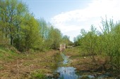 Заросший участок канала у дер. Нижняя Шальдиха