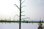 Растительность Рдейского болота