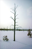 Растительность Рдейского болота-Рдейское болото
