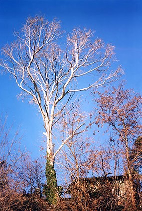 tree-on-sea