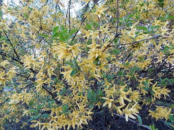 065-Кустарник