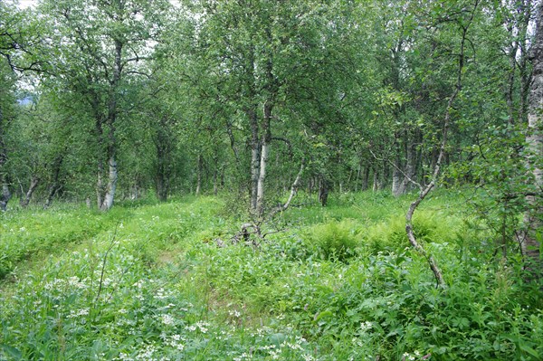 Парковый березняк.