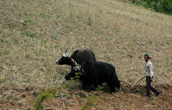 Yak