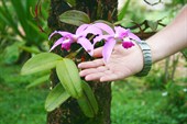 орхидеи растут на пальмах