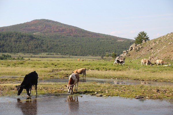 Онгуренские коровы