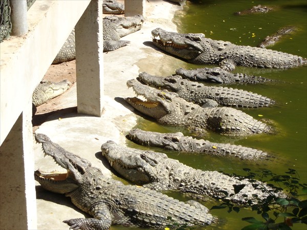 Крокодилы.
