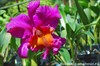 на фото: Орхидея в ботаническому саду Санто-Доминго (Доминикана)