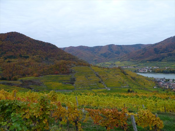 на фото: Вид на виноградники и город Spitz