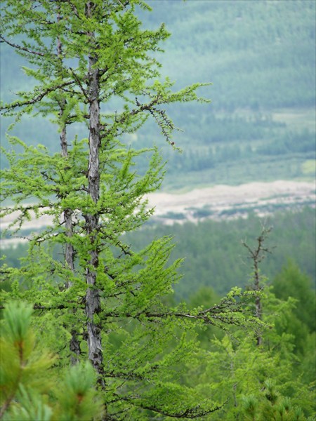 Лиственница