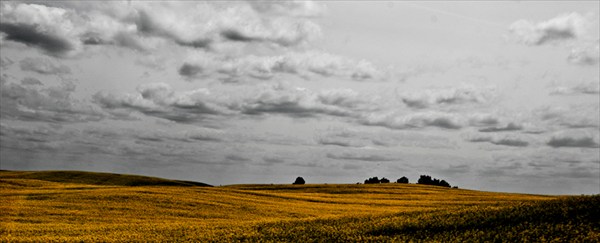 Рапсовое поле. Германия