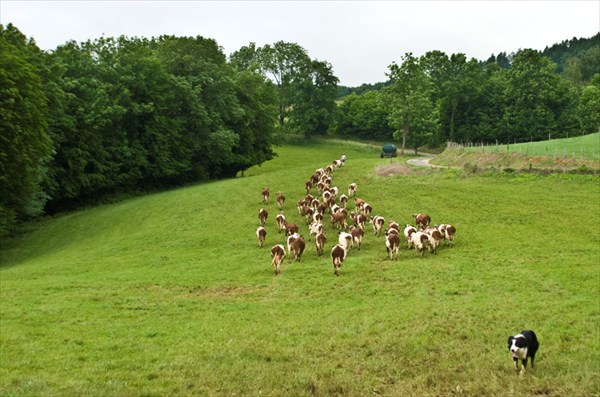 За пастухом в лес. Франция