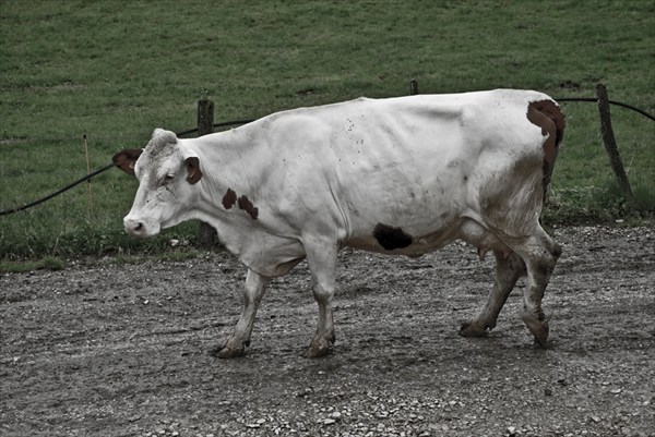 Грустная корова. Франция