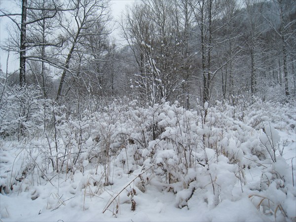 Зимний лес весной