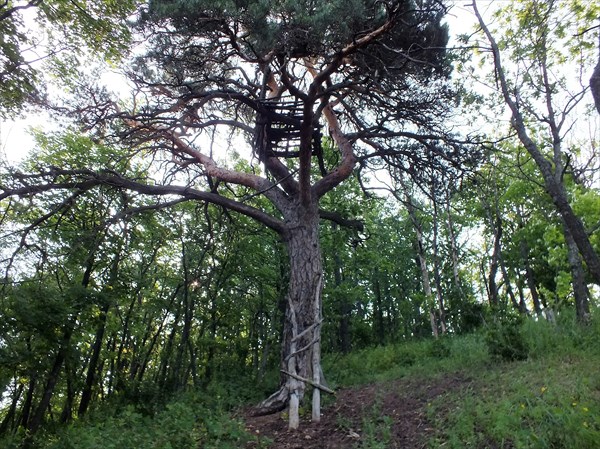 Местное обзорное дерево