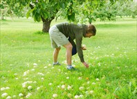 Яблочко от яблони недалеко падает