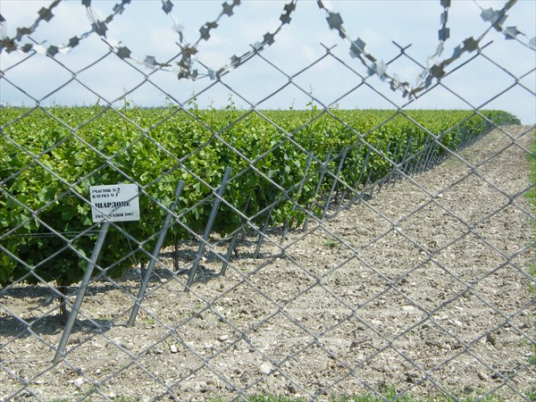 Виноградники